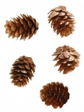 Accessoires:Beutel mit Mattgold Pinien Zapfen:24 Stück, 2.5cm x 4cm, gold 