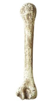 Prähistorischer Knochen:39 cm, weiss 