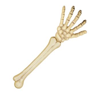 Squelette Arm:46 cm, blanc 