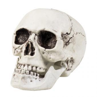 Totenkopf mit beweglichen Kiefer:20 x 15 cm 
