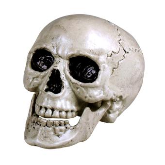 Crâne avec mâchoire mobile:20 x 15 cm 