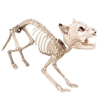 Squelette de chat:60 cm 