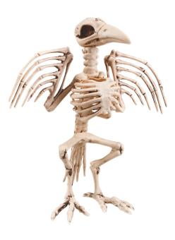 Krähenskelett:32 cm 