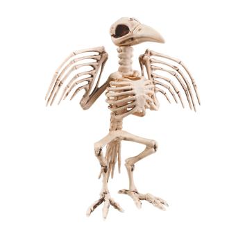 Squelette de corbeau:32 cm 