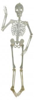 Posable Glowing Skeleton 2D:150 x 30 x 2 cm, white 
