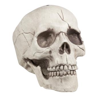 Skull jawbone with movable jaw:16 x 14 x 21 cm, white 