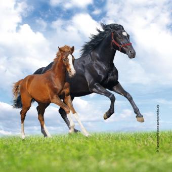 Horses Napkins:20 Item, 33x33cm, multicolored 
