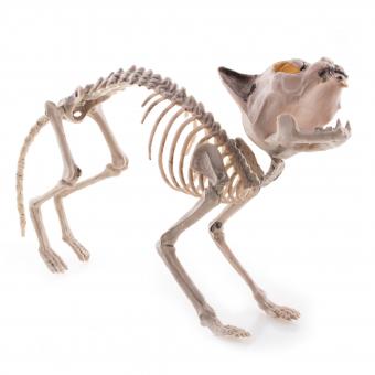 Cat skeleton:50 x 25 x 10 cm 
