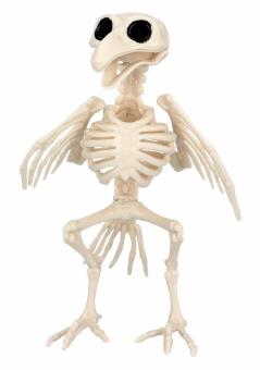 Squelette de Oiseau:20 cm 