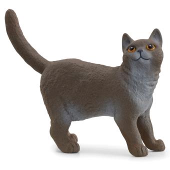 British Shorthair cat 
