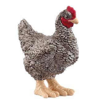 Plymouth Rock chicken 