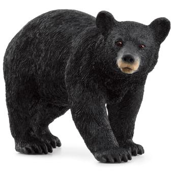 Ours noir américain 